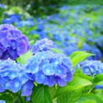 What is the origin of the flower language with plentiful hydrangea?