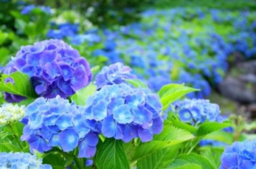 What is the origin of the flower language with plentiful hydrangea?