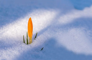 雪の中の花